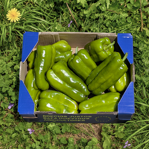 Pimiento Cuatro Cantos de Nuestros Agricultores