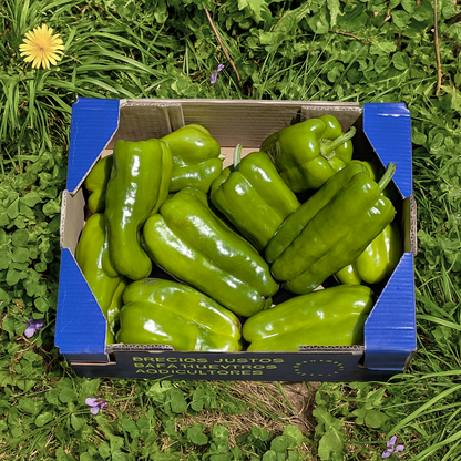Pimiento Cuatro Cantos de Nuestros Agricultores