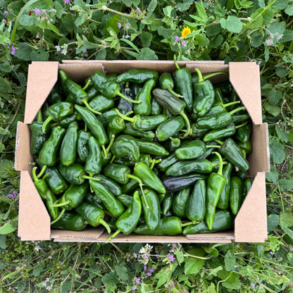Pimientos Tipo Padrón - 3kg