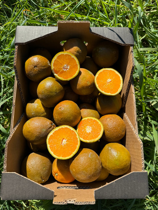 Naranja Chocolate de Zumo de Nuestros Agricultores