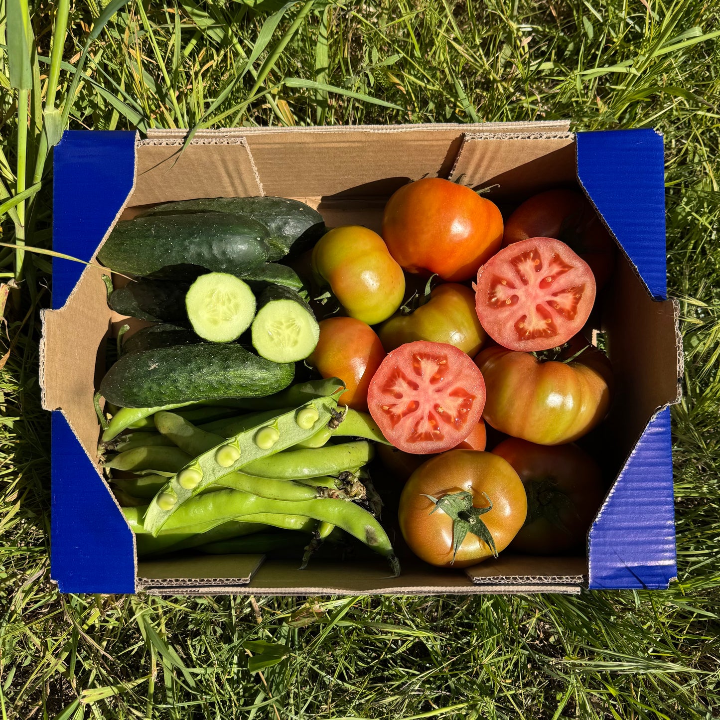 2kg Tomate Ensalada + 1kg Pepino + 0.5kg Habas