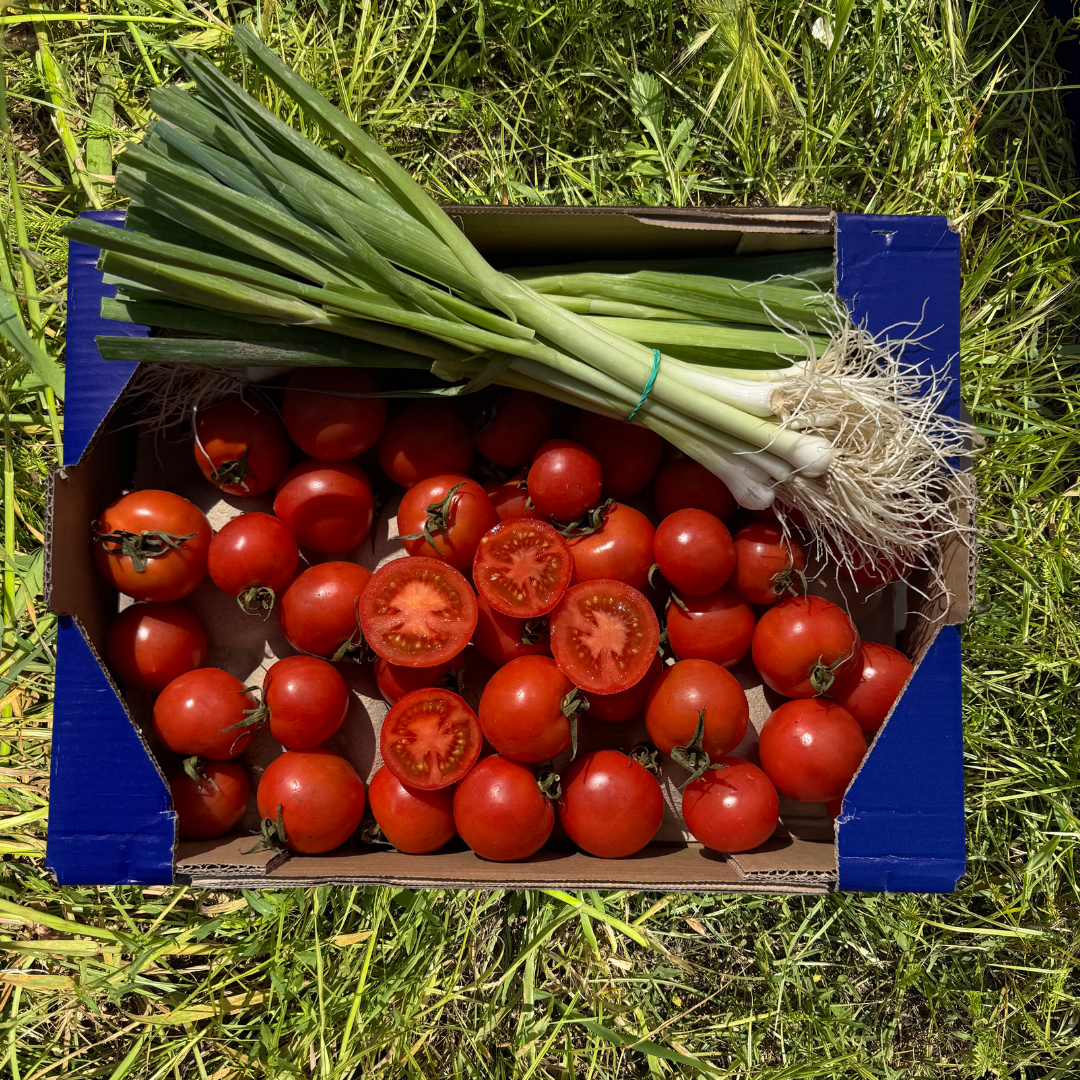 2kg Tomate de Colgar + 2 Manojos de Ajo Tierno