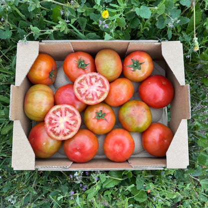 Salattomaten von unseren Bauern