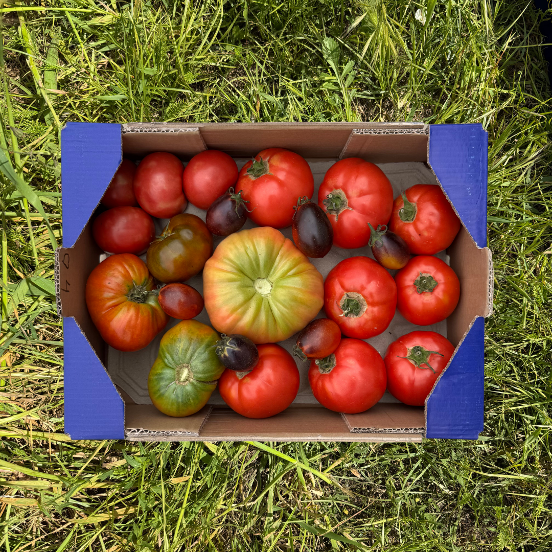 Optimale Tomate + Verschiedene Tomaten
