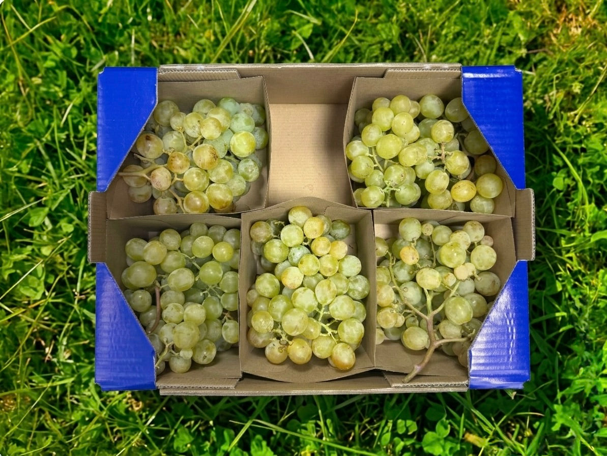 Uva Moscatel